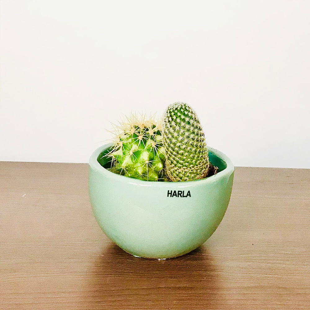 Extra small Fat size Nature's Hum ceramic planter in Light Green color with Cactus in it