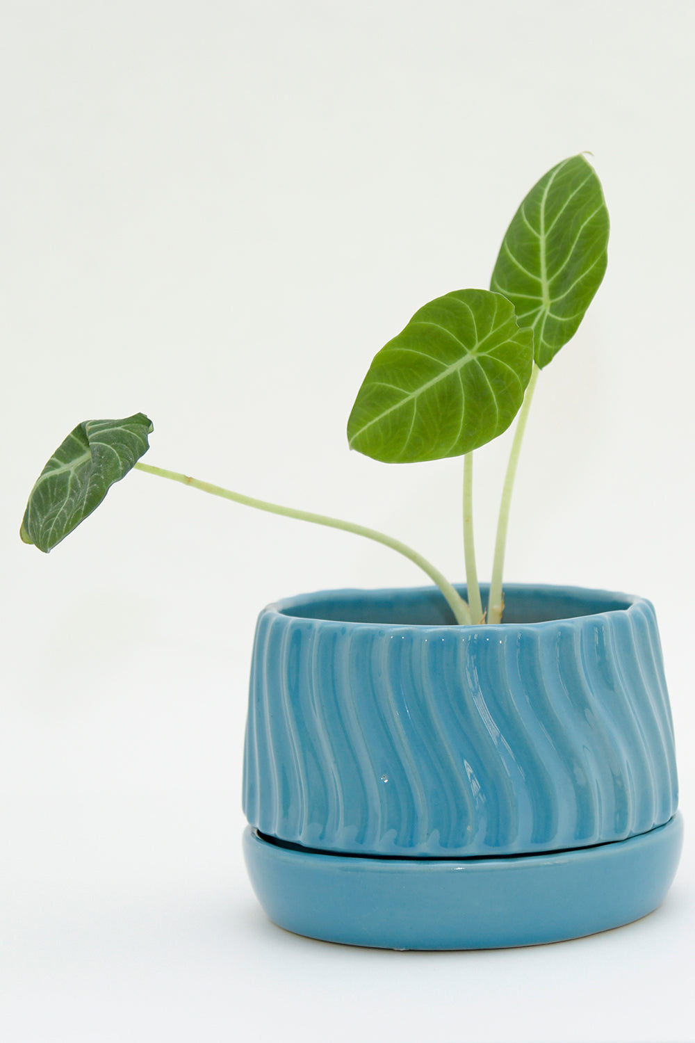 Bowl size Fallen Angels ceramic tabletop in Turquise color with Alocasia plant in it.
