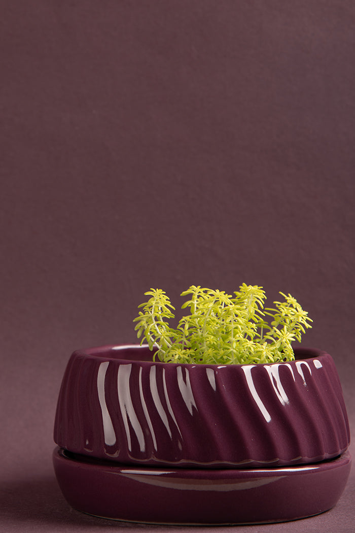 Flat size Fallen Angels Ceramic planter in Blackberry color with Sedum golden moss plant.