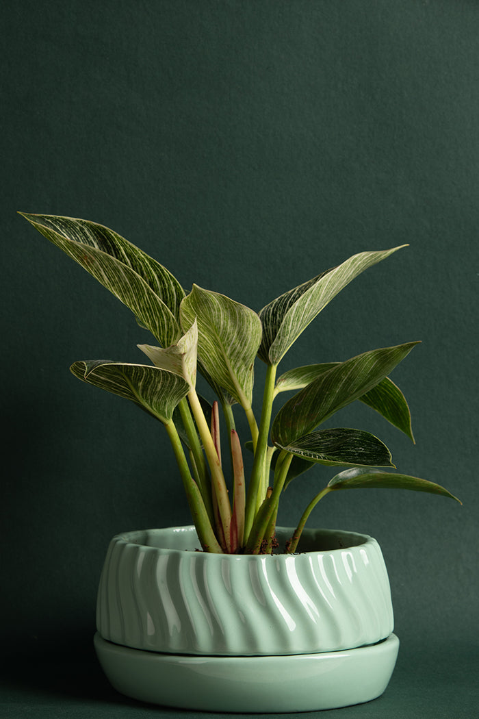 Flat size Fallen Angels ceramic planter in Sage Green with Aglaonema plant in it.