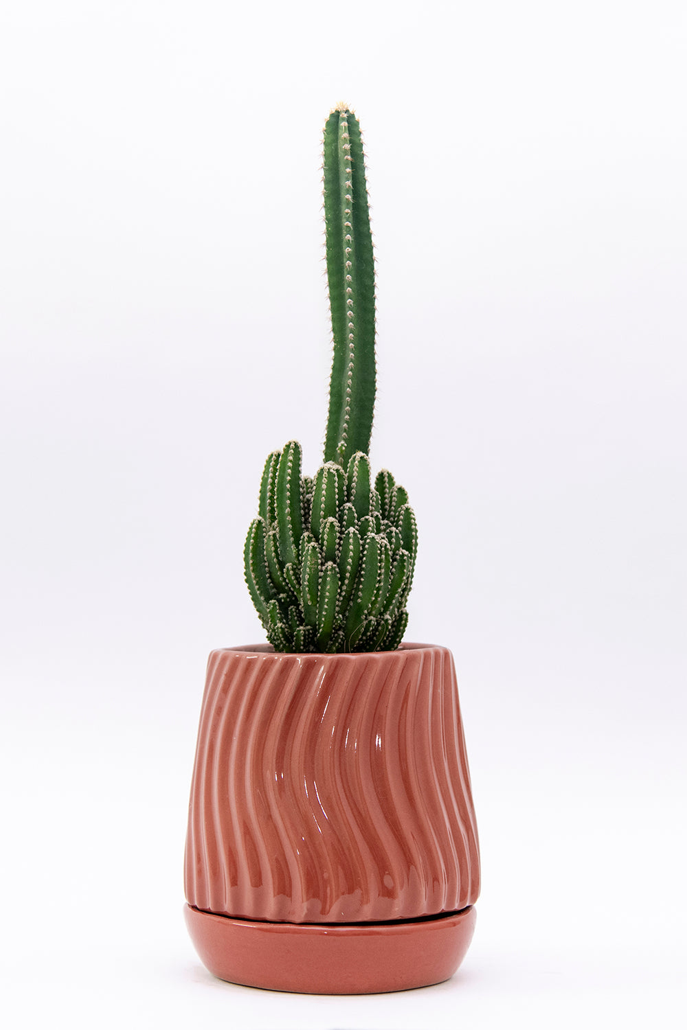 Extra Small size Fallen Angels ceramic tabletop in Coralpink color with cactus in it.