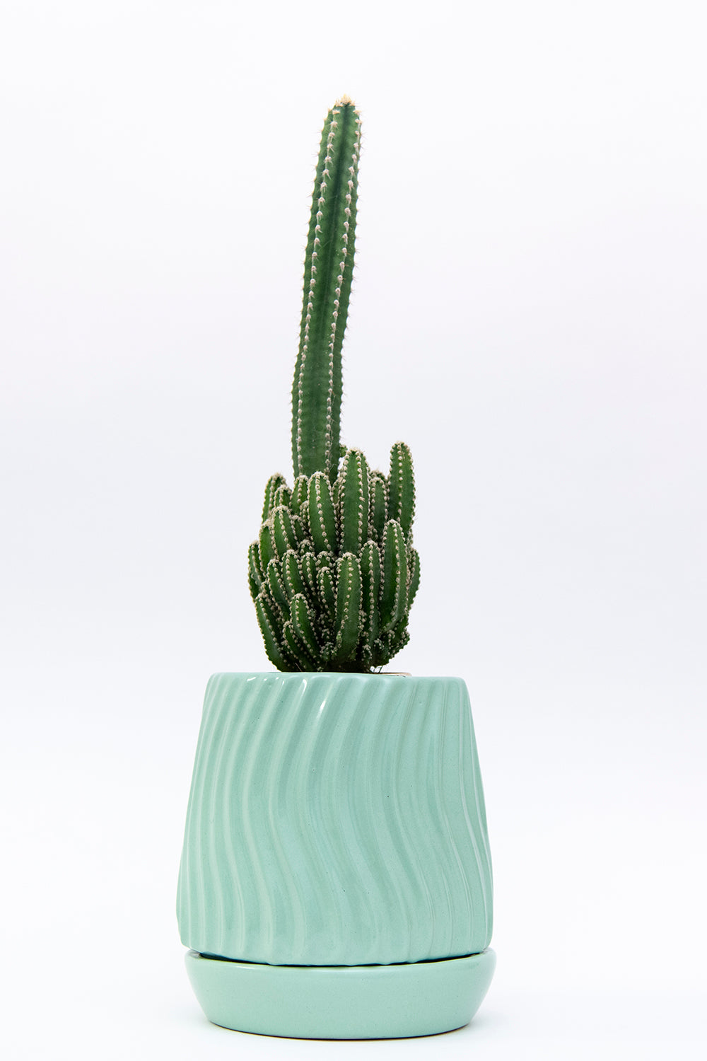 Extra Small size Fallen Angels ceramic tabletop in Sage Green color with Cactus in it.