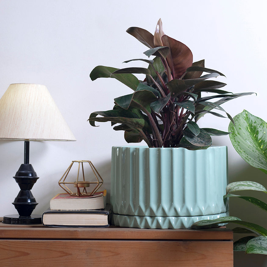 Aqua Green Fleeting Bliss Ceramic Planter with Philodendron plant and bottom plate placed on the table.