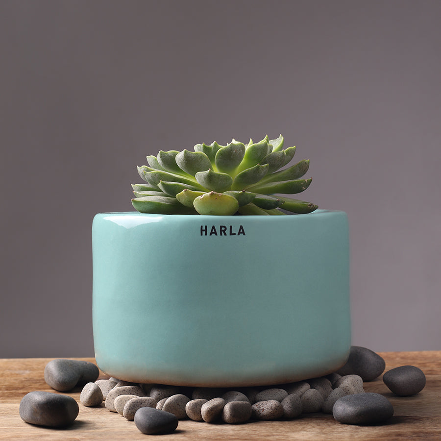 Bowl Shaped Aqua Green Lilac stories ceramic planter with succulent plant 