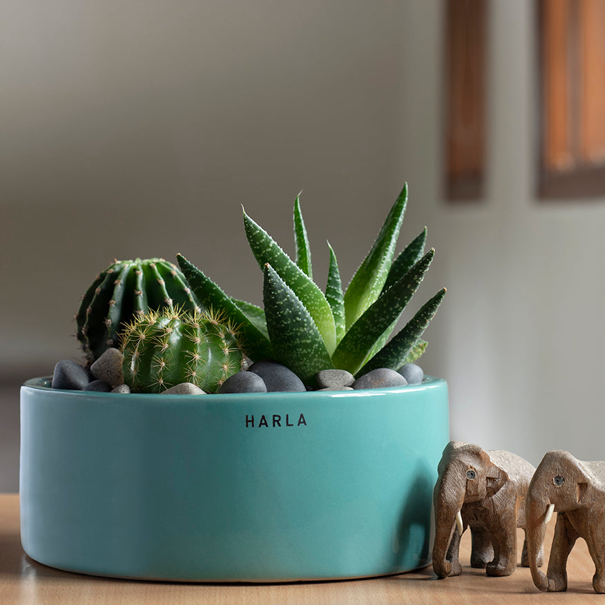Flat size Lilac Stories ceramic planter Aqua Green color with succulent plants in it.