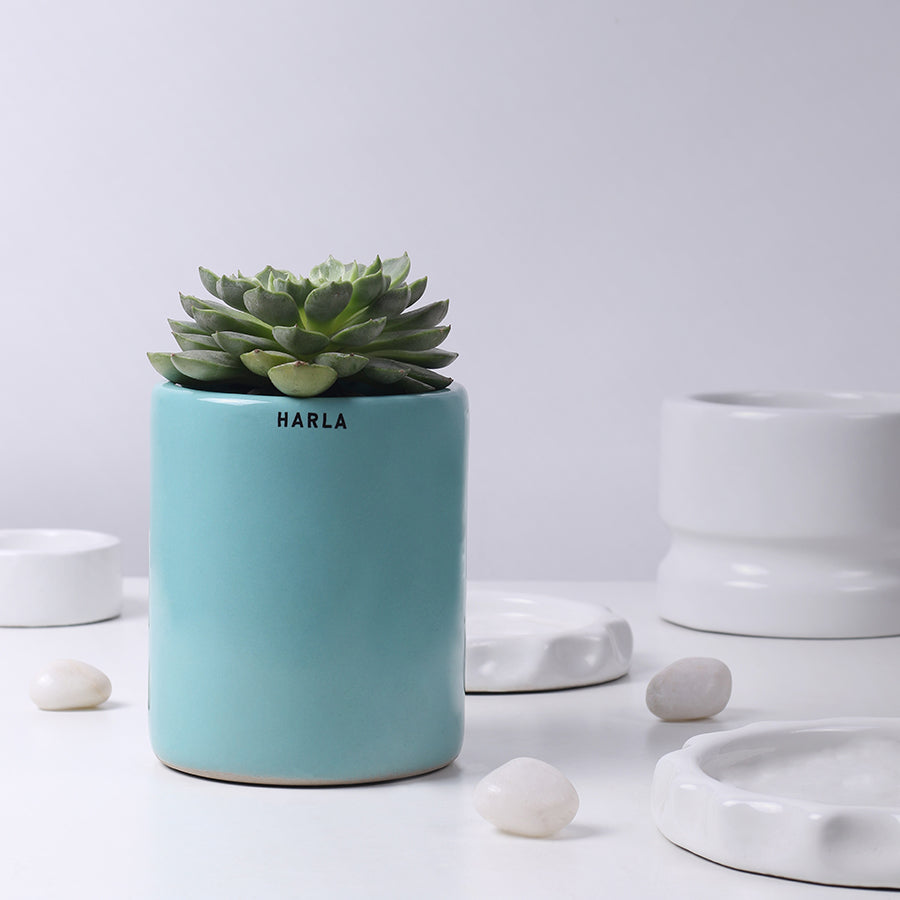 Extra small size Lilac Stories ceramic planter in Aqua Green color with succulent plant in it.