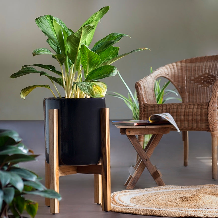 Black color Gleaming stars ceramic planter with wooden stand and Aglaonema plant in it
