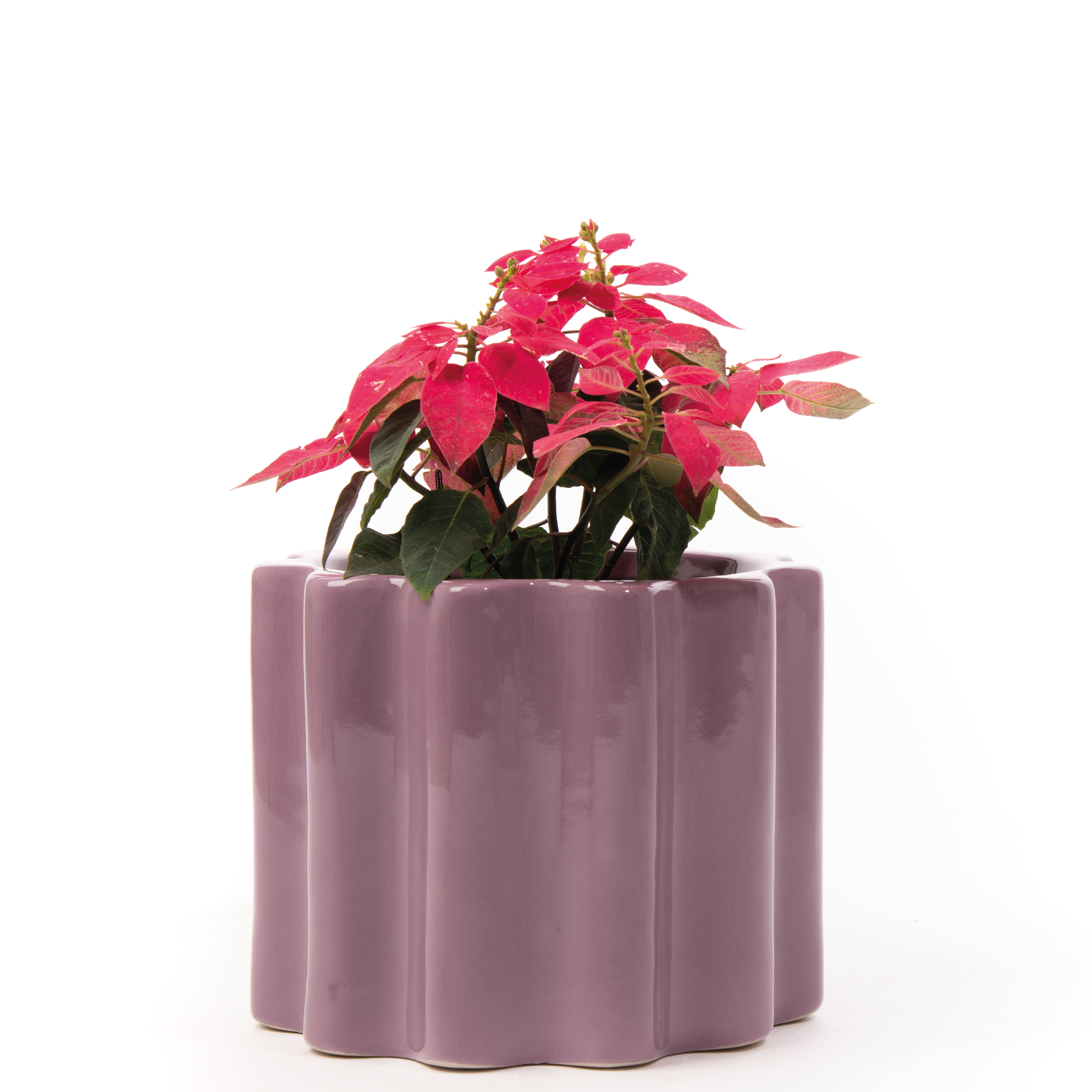 Small size Balmy Waves Ceramic Planter in Blackberry with Poinsettia Plant.