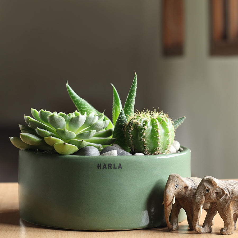 Flat size Lilac Stories ceramic planter Chrome Green color with succulent plants in it.