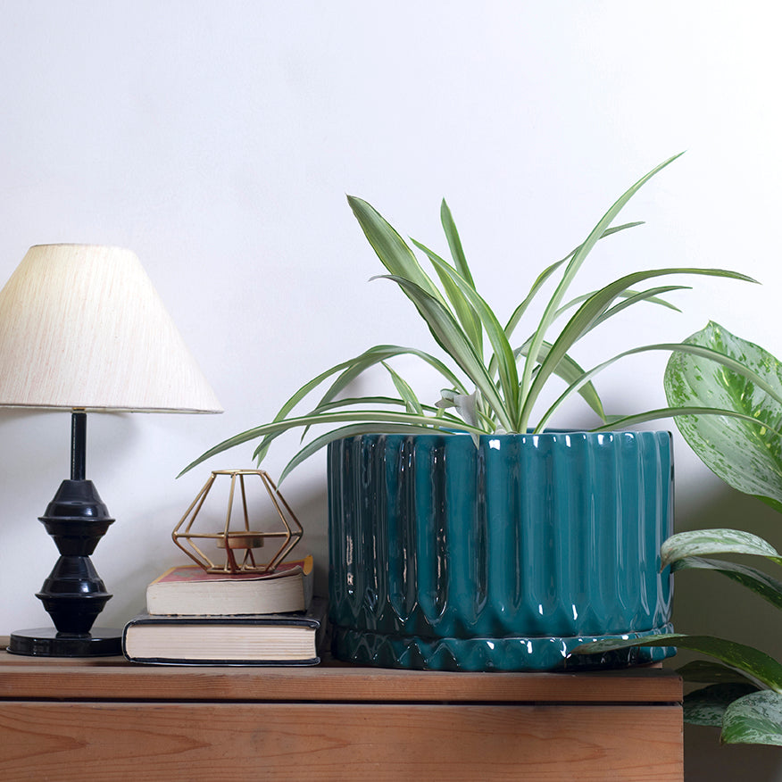 Dark Green Fleeting Bliss Ceramic Planter with Spider Plant with bottom plate placed on the table.