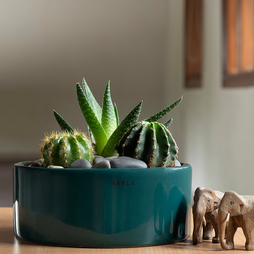 Flat size Lilac Stories ceramic planter Dark Green color with succulent plants in it.