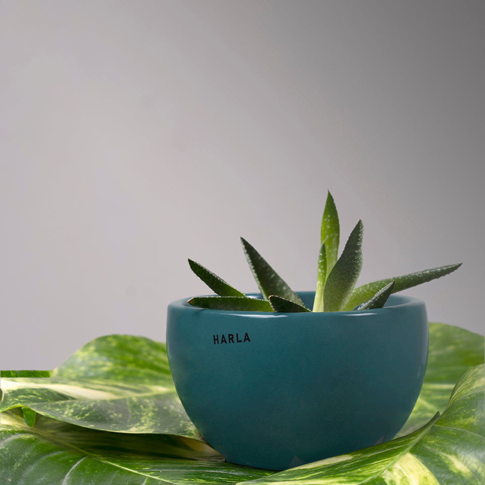 Extra small fat size Nature's Hum ceramic planter in Dark Green color with cactus in it.