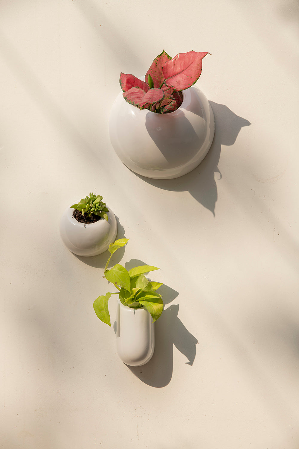 Family of Hanging Solitaires ceramic wall mountain planters in white color in three various sizes with plants Nailed to the wall.