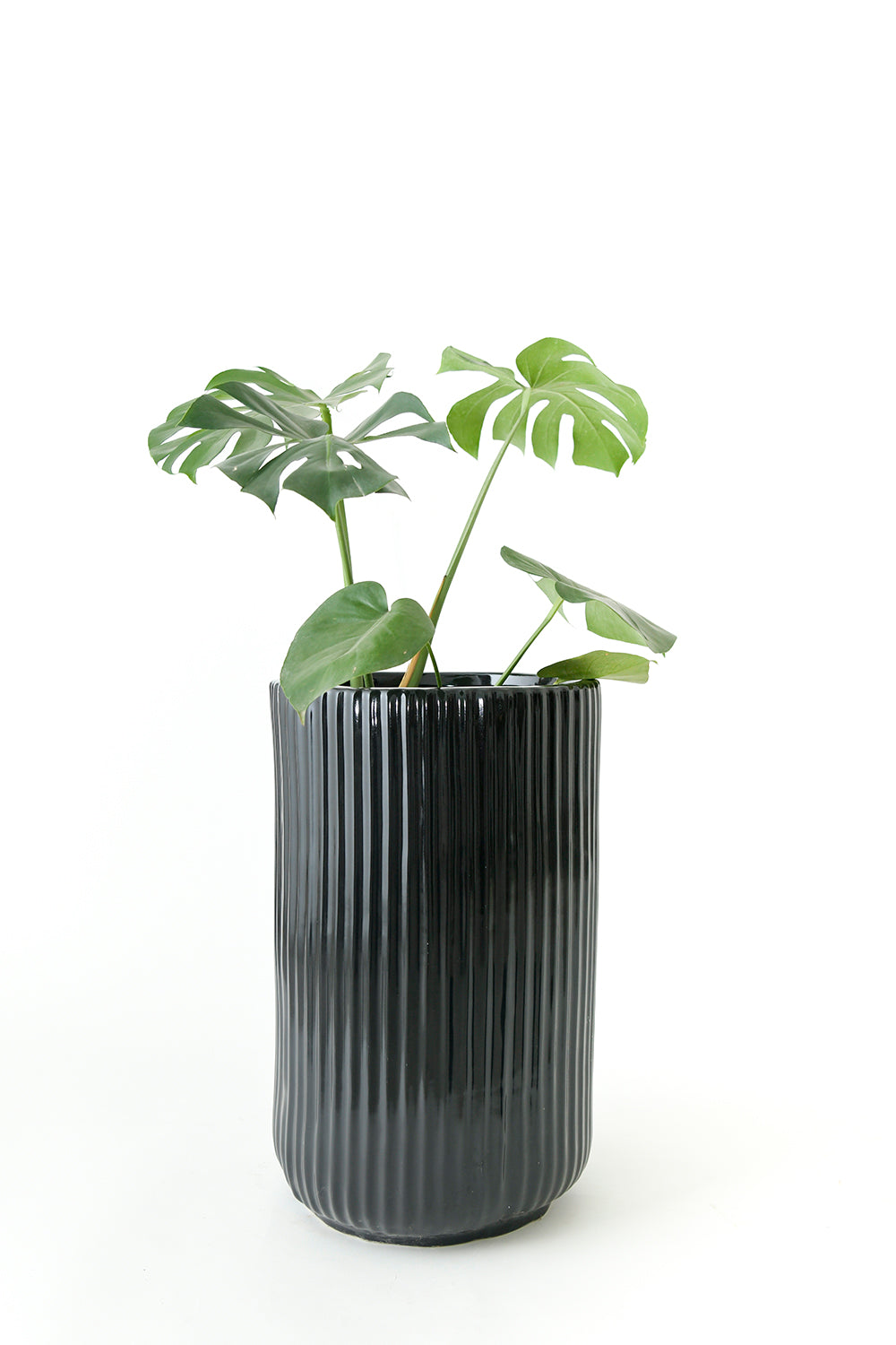 Tall size Pheonix ceramic planter in Black color with Monstera plant in it.