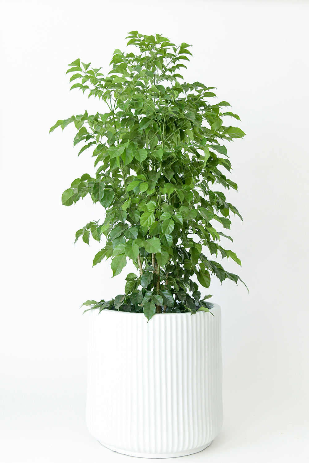 Extra size Pheonix ceramic planter in White color with Ficus plant in it.
