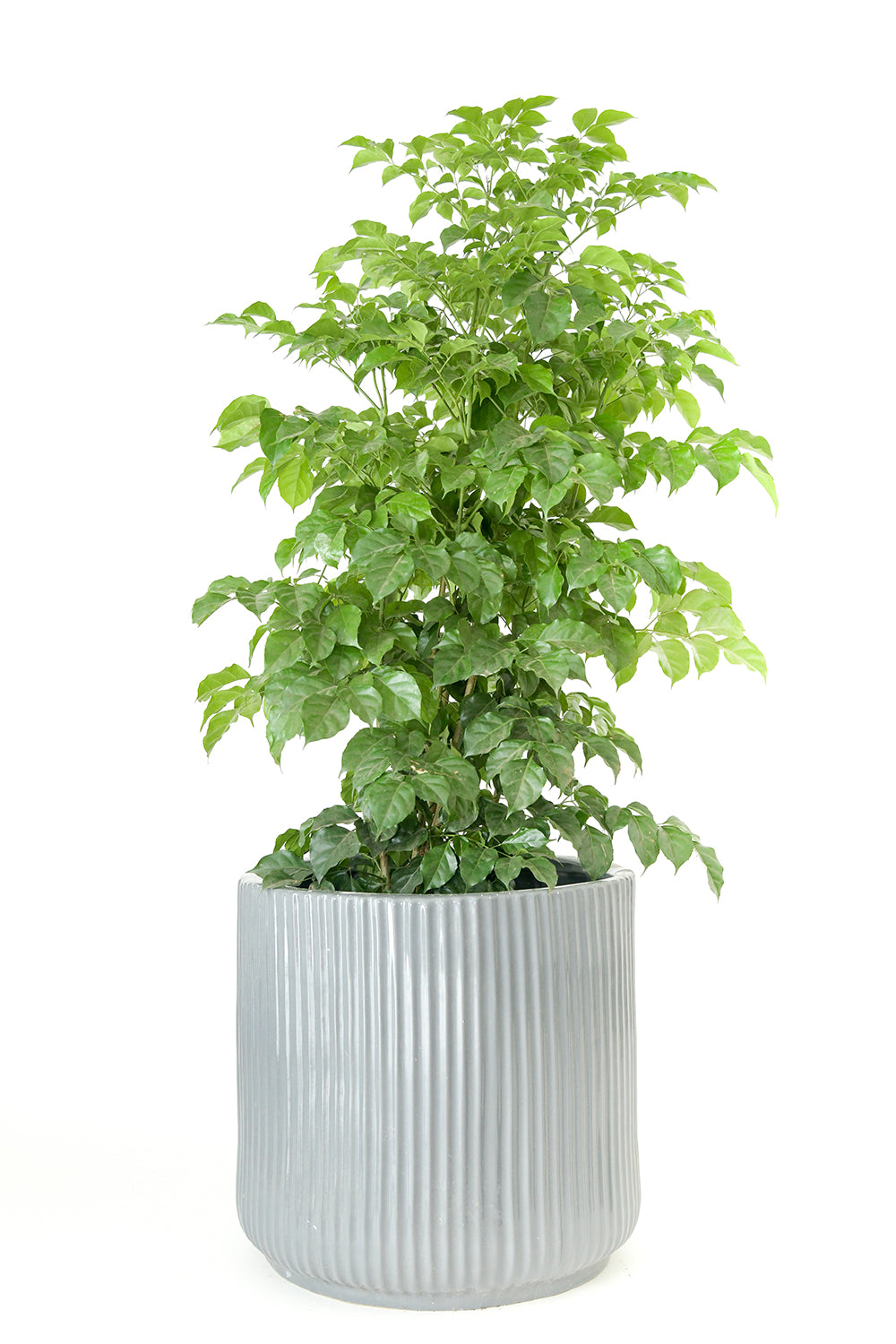 Extra Large size Pheonix Ceramic planter in Grey color with Ficus Plant in it.