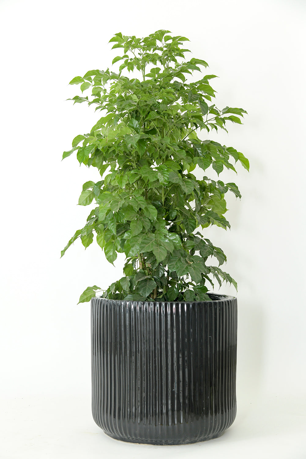 Extra size Pheonix ceramic planter in Black color with Ficus plant in it.