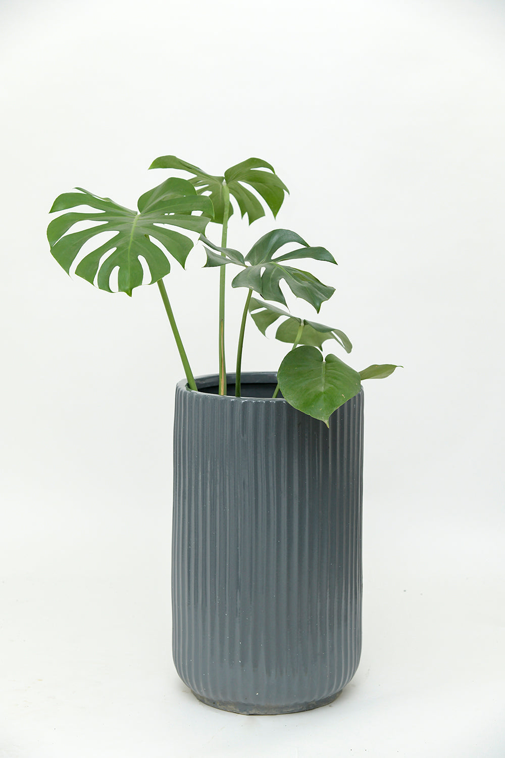 Tall size Pheonix ceramic planter in Grey color with Monstera plant in it.