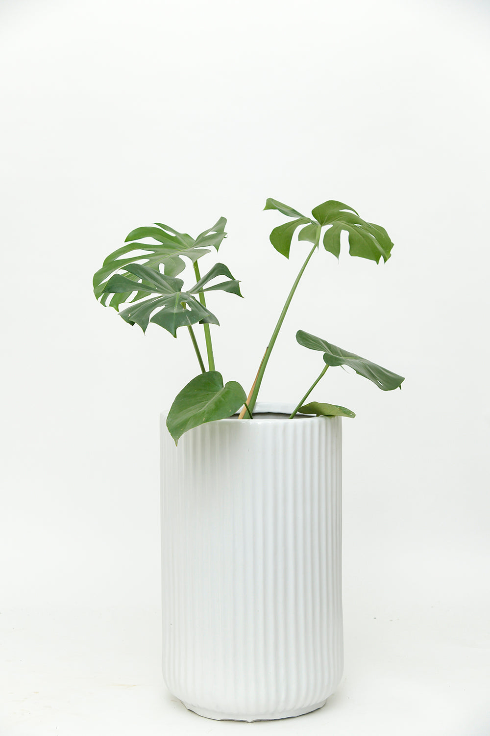 Tall size Pheonix ceramic planter in White color with Monstera plant in it.
