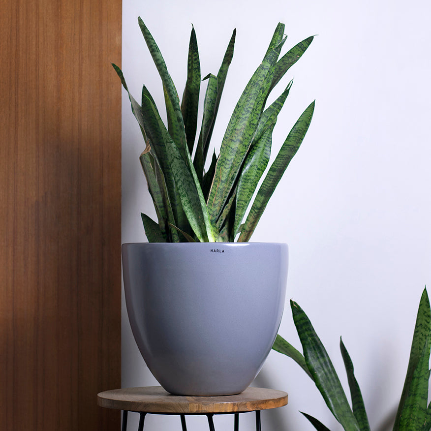 Large size Echoing Eternity-Slim Ceramic planter in grey color with Snake plant placed on stool.