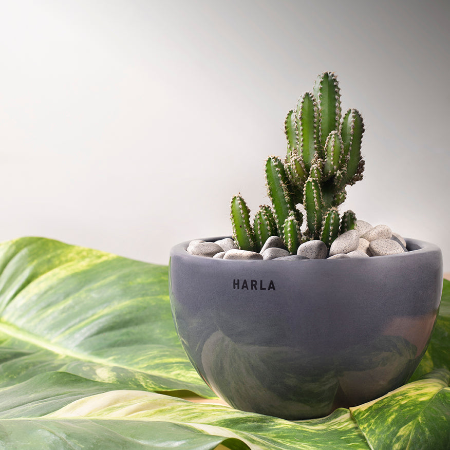 Extra small fat size Nature's Hum ceramic planter in Grey color with cactus in it.