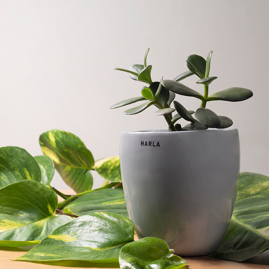 Extra small Slim size Nature's Hum ceramic planter in Grey color with Succulent plant in it.