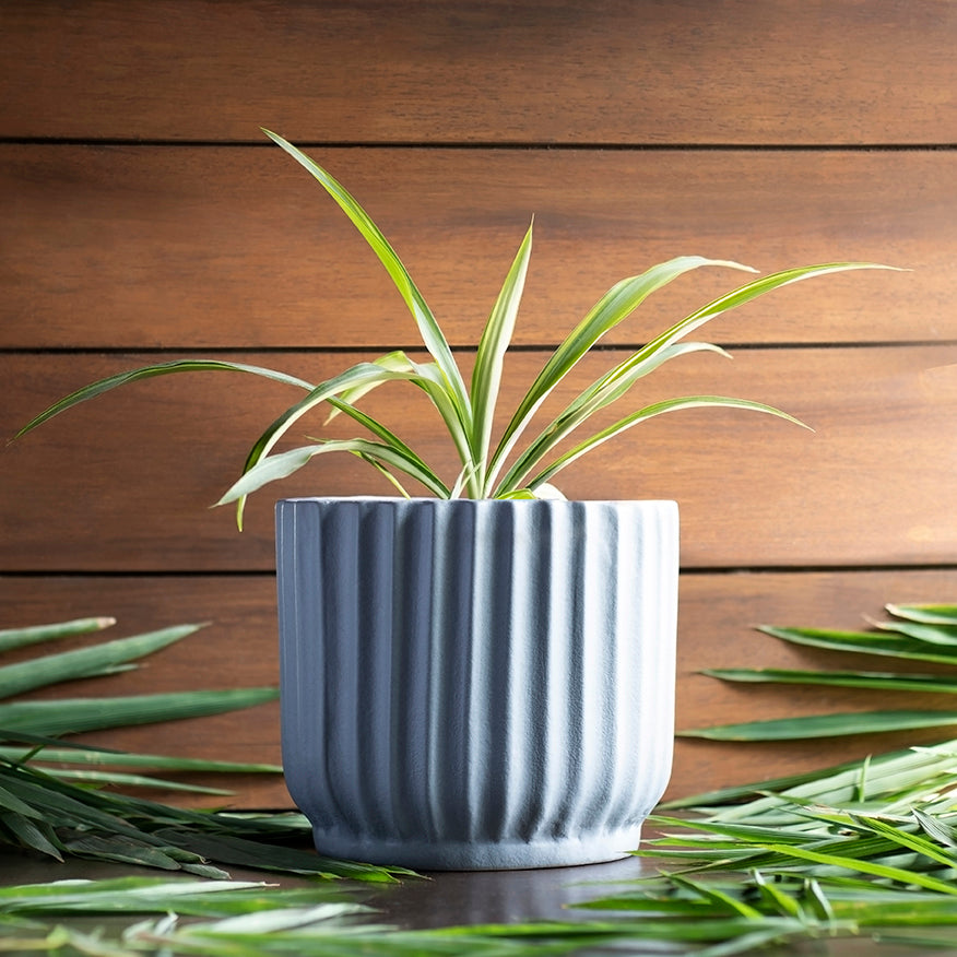 Small size Pheonix Ceramic Planter in Grey color with Spider Plant in it.