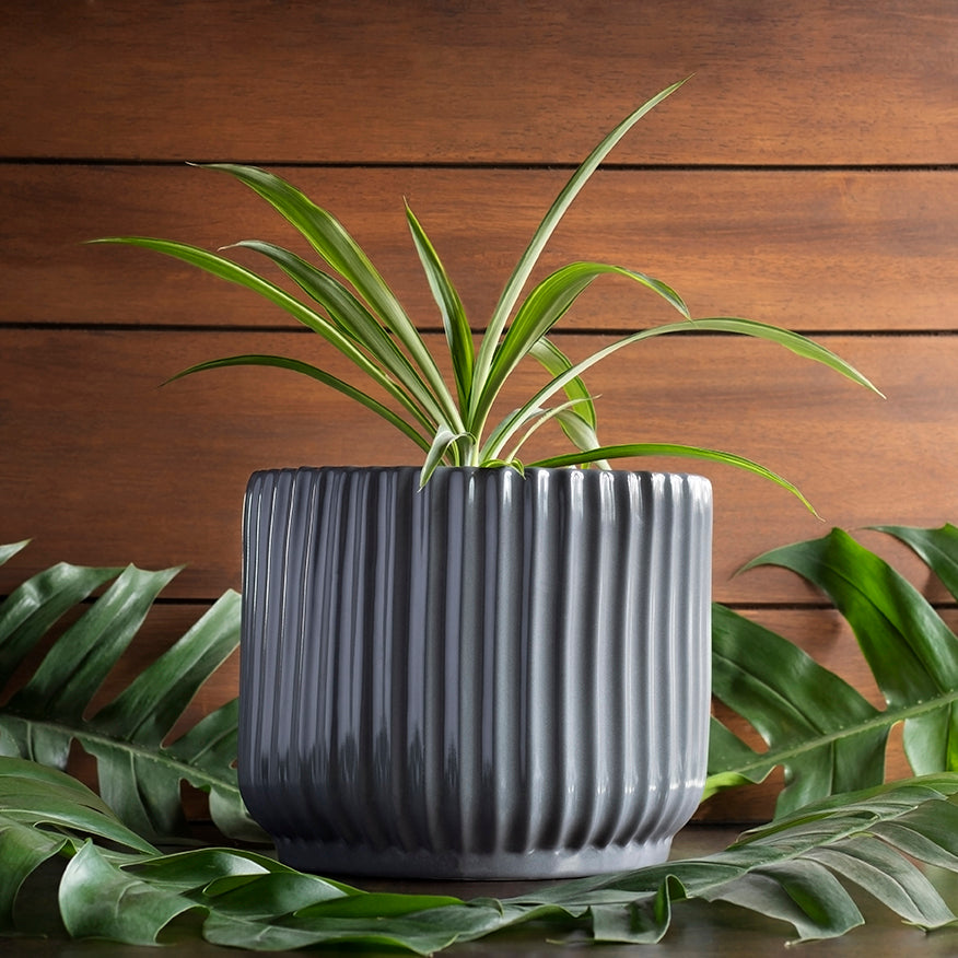 Medium size Pheonix Ceramic Planter in Grey color with Spider Plant in it.