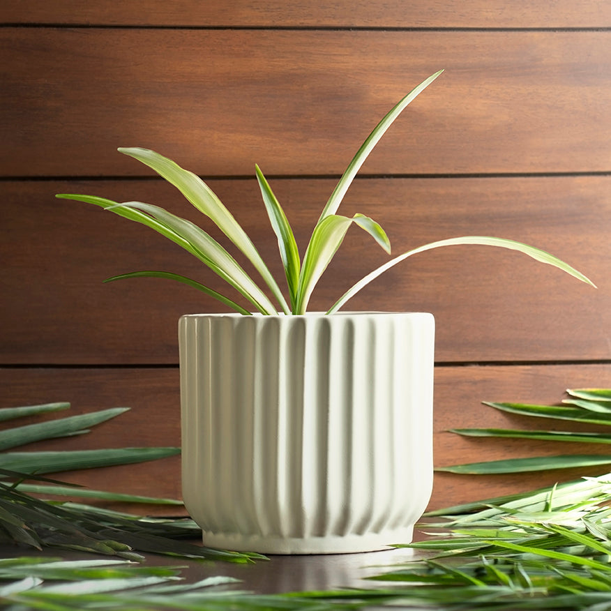 Small size Pheonix Ceramic Planter in Ivory color with Spider Plant in it.
