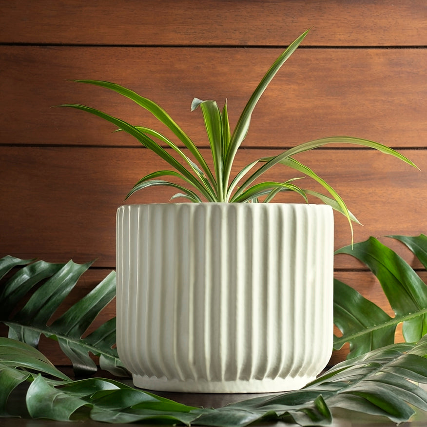 Medium size Pheonix Ceramic Planter in Ivory color with Spider Plant in it.