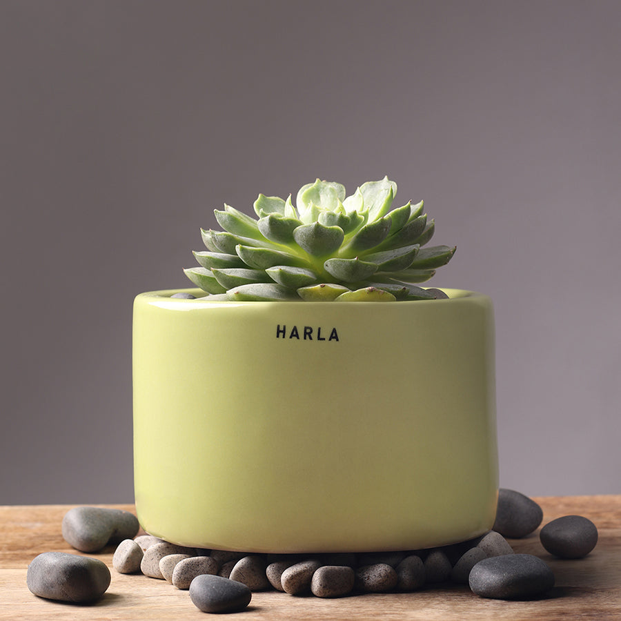 Bowl Shaped Light Green Lilac stories ceramic planter with succulent plant