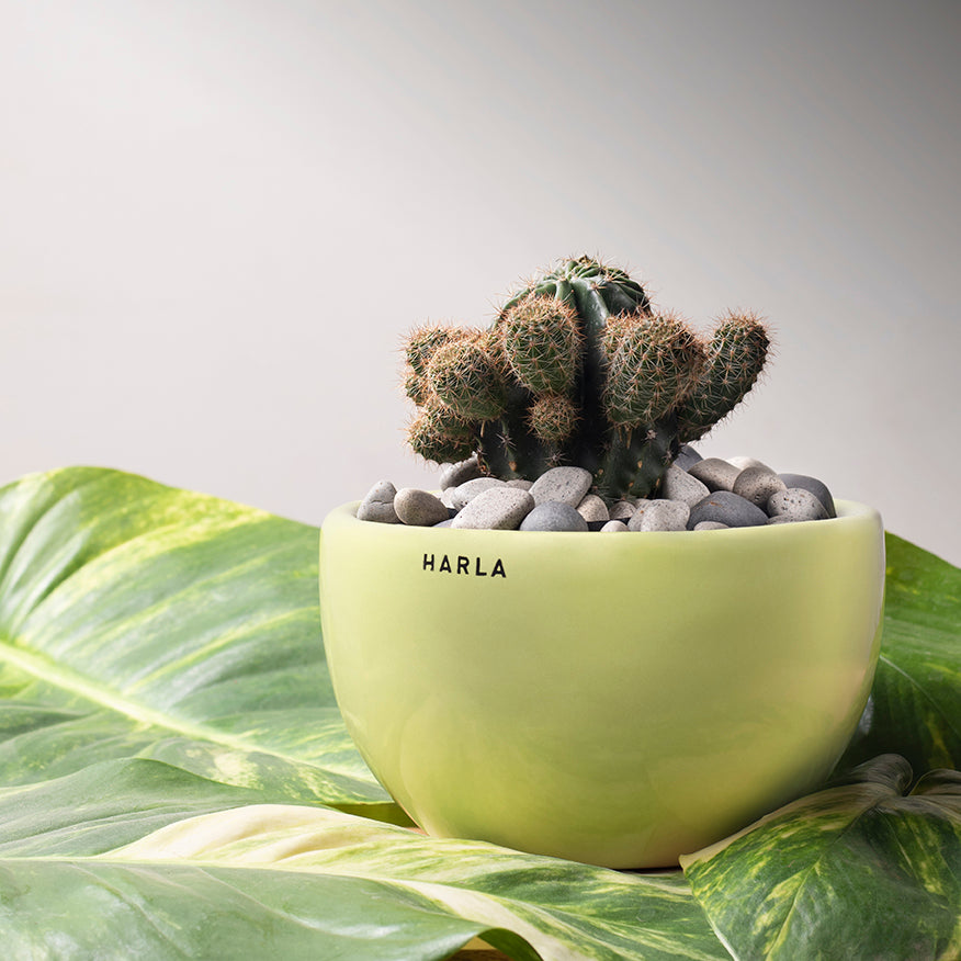 Extra small fat size Nature's Hum ceramic planter in Light Green color with cactus in it.