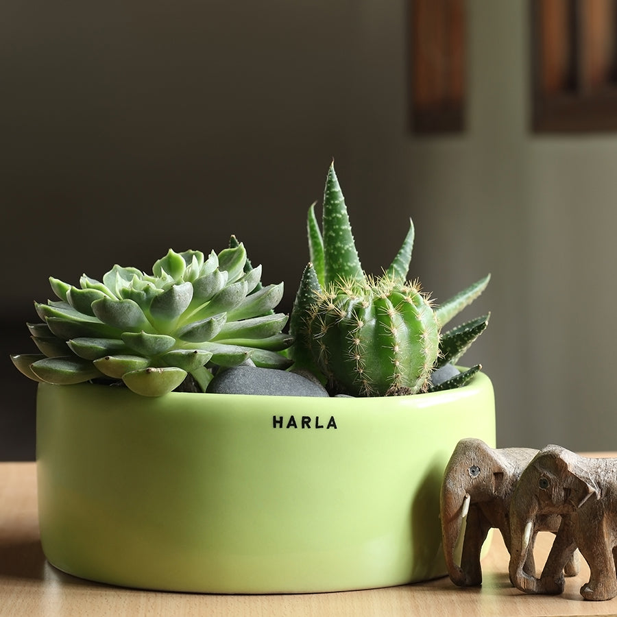 Flat size Lilac Stories ceramic planter Light Green color with succulent plants in it.