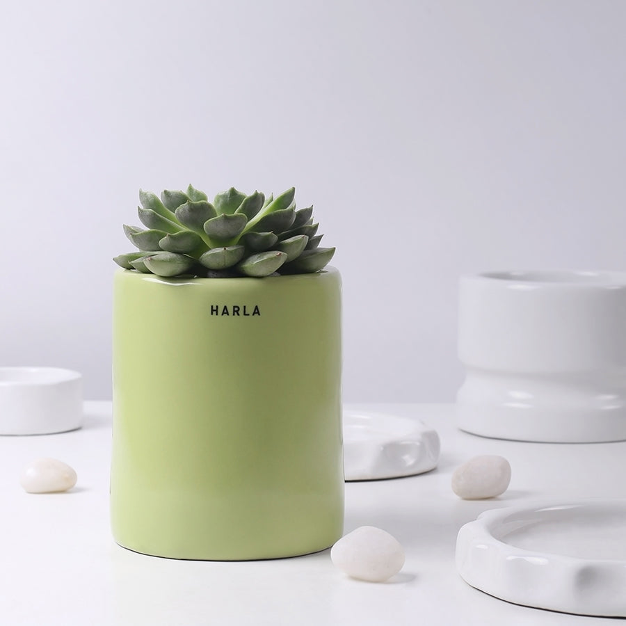 Extra small size Lilac Stories ceramic planter in Light Green color with succulent plant in it.