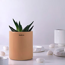 Extra small size Lilac Stories ceramic planter in Light Orange color with succulent plant in it.