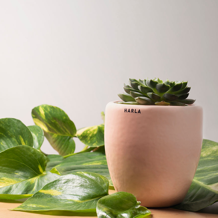 Extra small Slim size Nature's Hum ceramic planter in Orange color with Succulent plant in it.