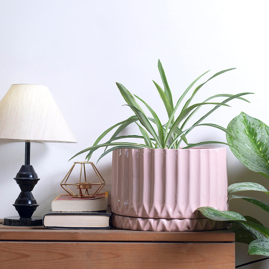 Light pink color Fleeting Bliss Ceramic Planter with Spider Plant and with bottom plate placed on the table.
