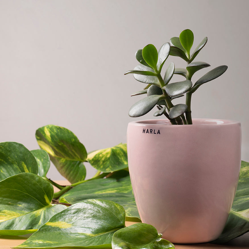 Extra small Slim size Nature's Hum ceramic planter in pink color with Succulent plant in it.