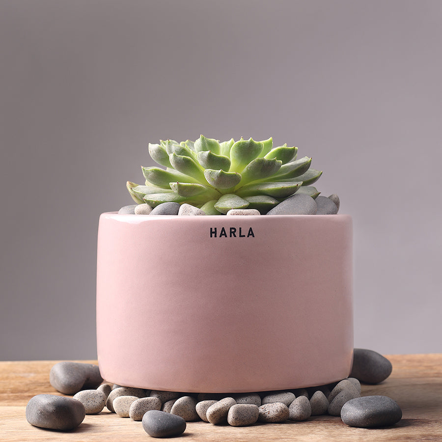 Bowl Shaped Lilac stories Ceramic planter in light Pink color with succulent plant in it.