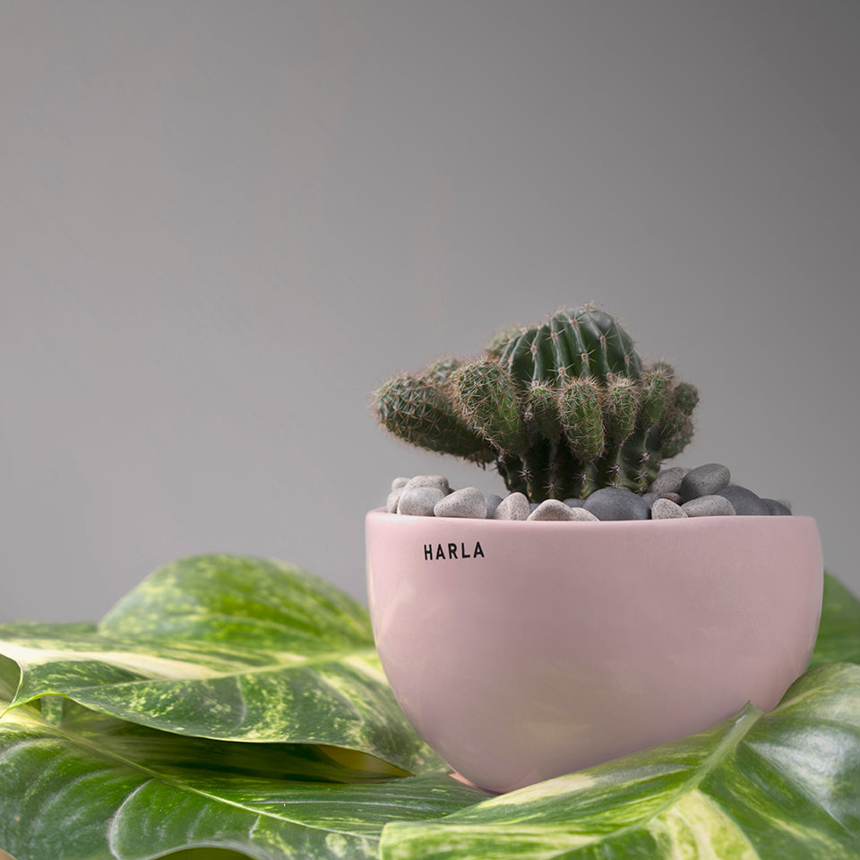 Extra small fat size Nature's Hum ceramic planter in pink color with cactus in it.