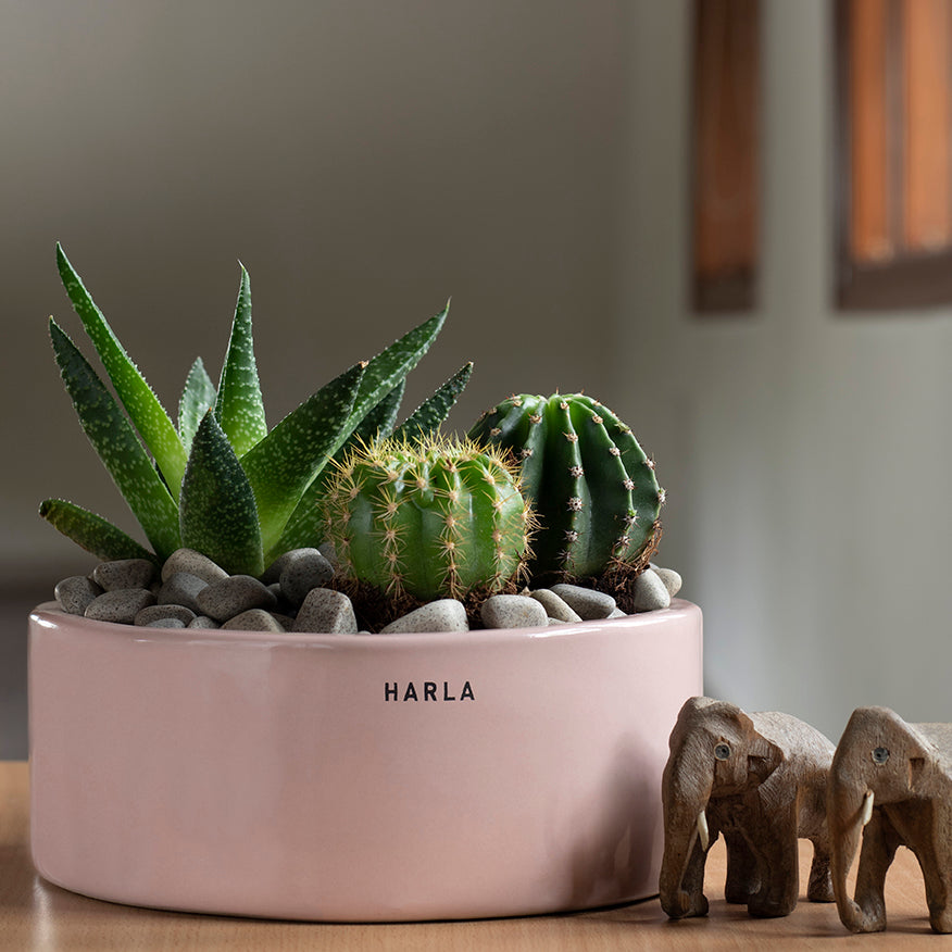 Flat size Lilac Stories ceramic planter Light Pink color with succulent plants in it.