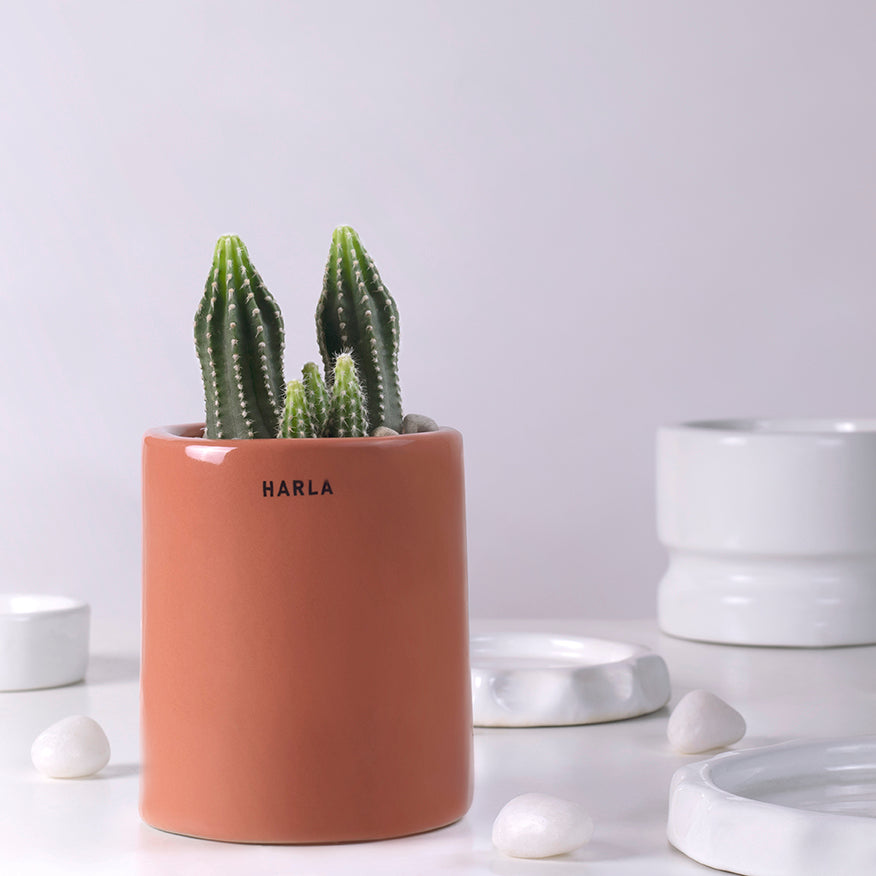 Extra small size Lilac Stories ceramic planter in Light Red color with Cactus plant in it.
