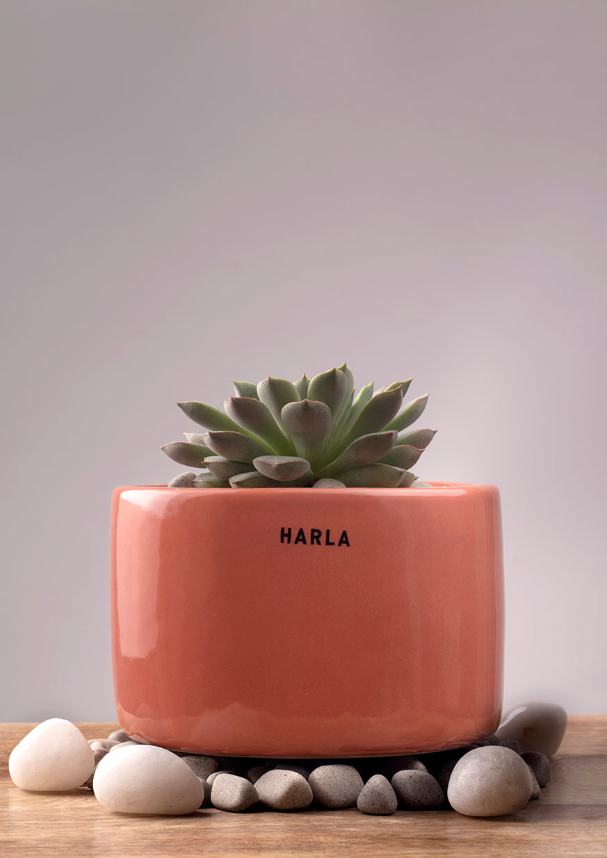 Bowl Shaped Lilac stories Ceramic planter in light red color with succulent plant in it.