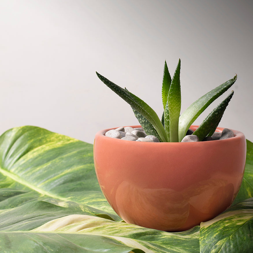 Extra small fat size Nature's Hum ceramic planter in Red color with Succulent in it.