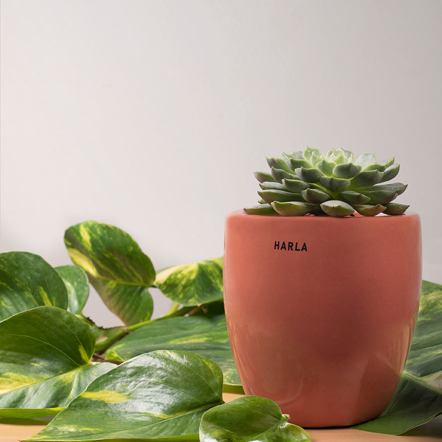 Extra small Slim size Nature's Hum ceramic planter in Red color with Succulent plant in it.
