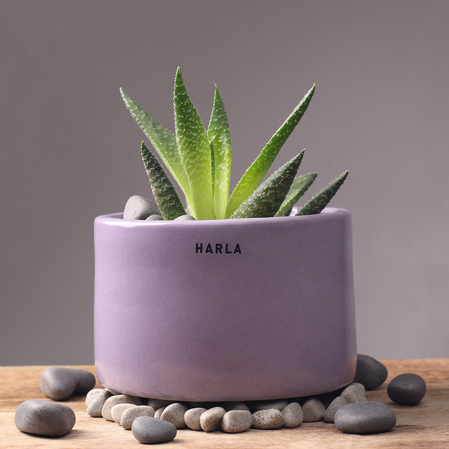 Bowl Shaped Lilac stories Ceramic planter in Lilac color with succulent plant in it.