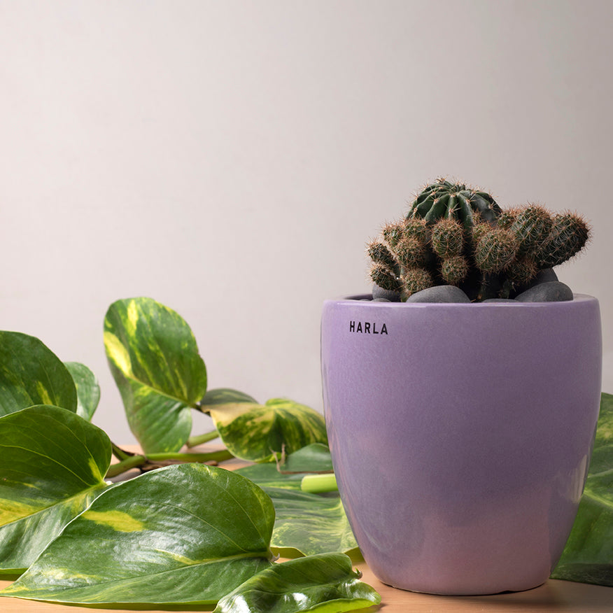 Extra small Slim size Nature's Hum ceramic planter in Lilac color with Cactus plant in it.