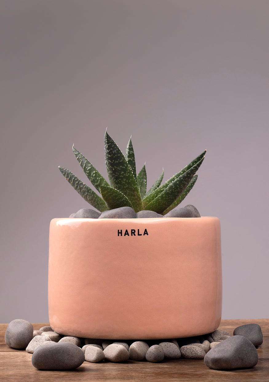Bowl Shaped Light Orange Lilac stories ceramic planter with succulent plant