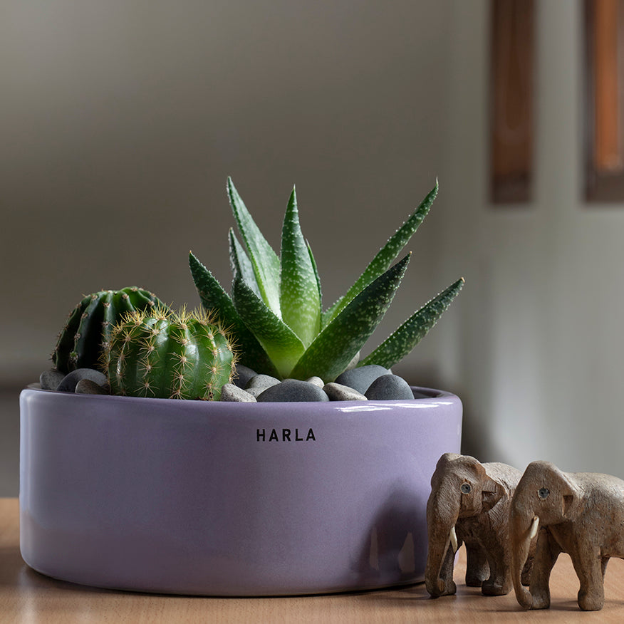 Flat size Lilac Stories ceramic planter Lilac color with succulent plants in it.