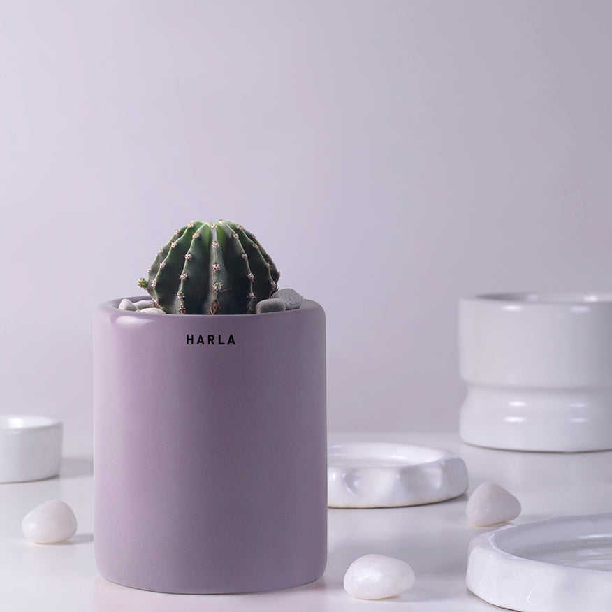 Extra small size Lilac Stories ceramic planter in Lilac color with Cactus plant in it.
